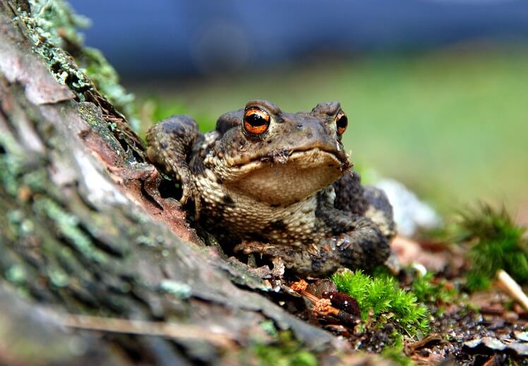 Does Touching Toads Cause Warts?